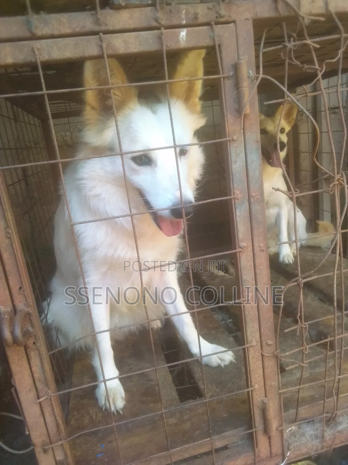 3-6 months Female Mixed Breed Fox Terrier