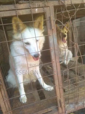 3-6 months Female Mixed Breed Fox Terrier