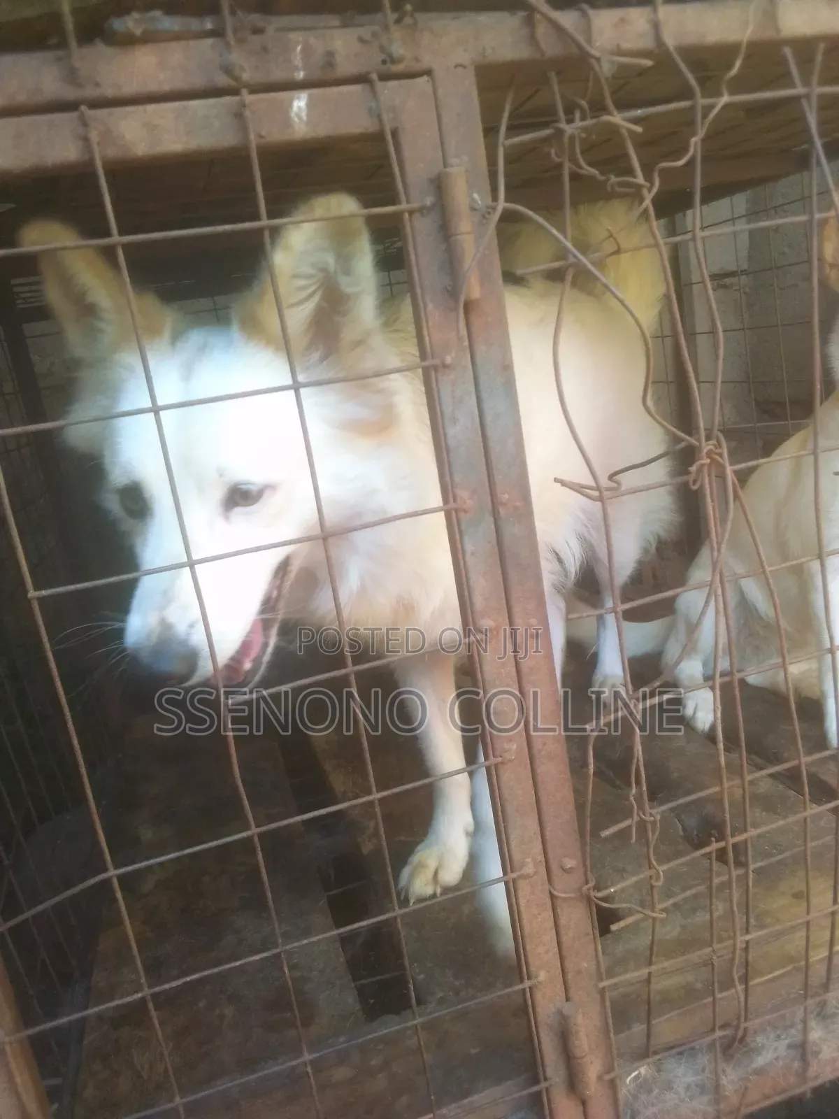 3-6 months Female Mixed Breed Fox Terrier