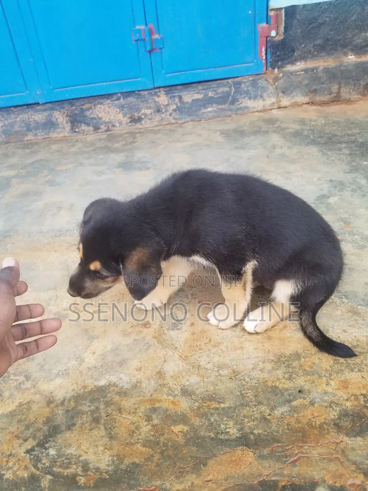 1-3 months Male Mixed Breed German Shorthaired Pointer