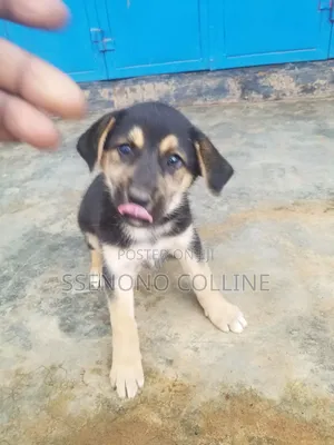 1-3 months Male Mixed Breed German Shorthaired Pointer
