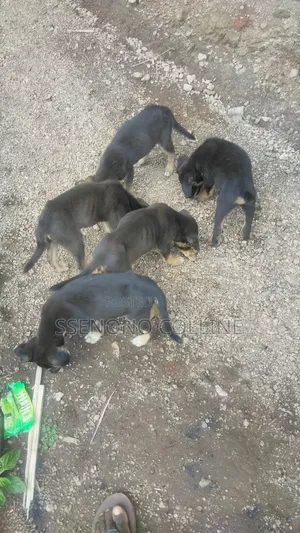 1-3 months Male Mixed Breed German Pinscher