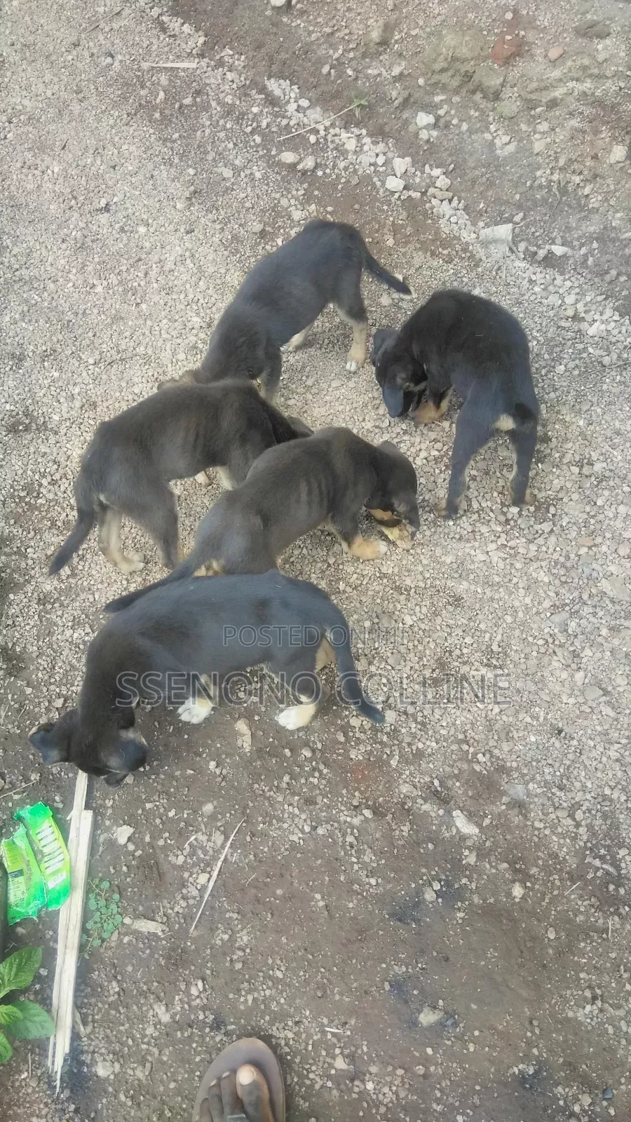 1-3 months Male Mixed Breed German Pinscher