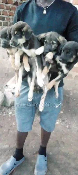 1-3 months Male Mixed Breed German Pinscher