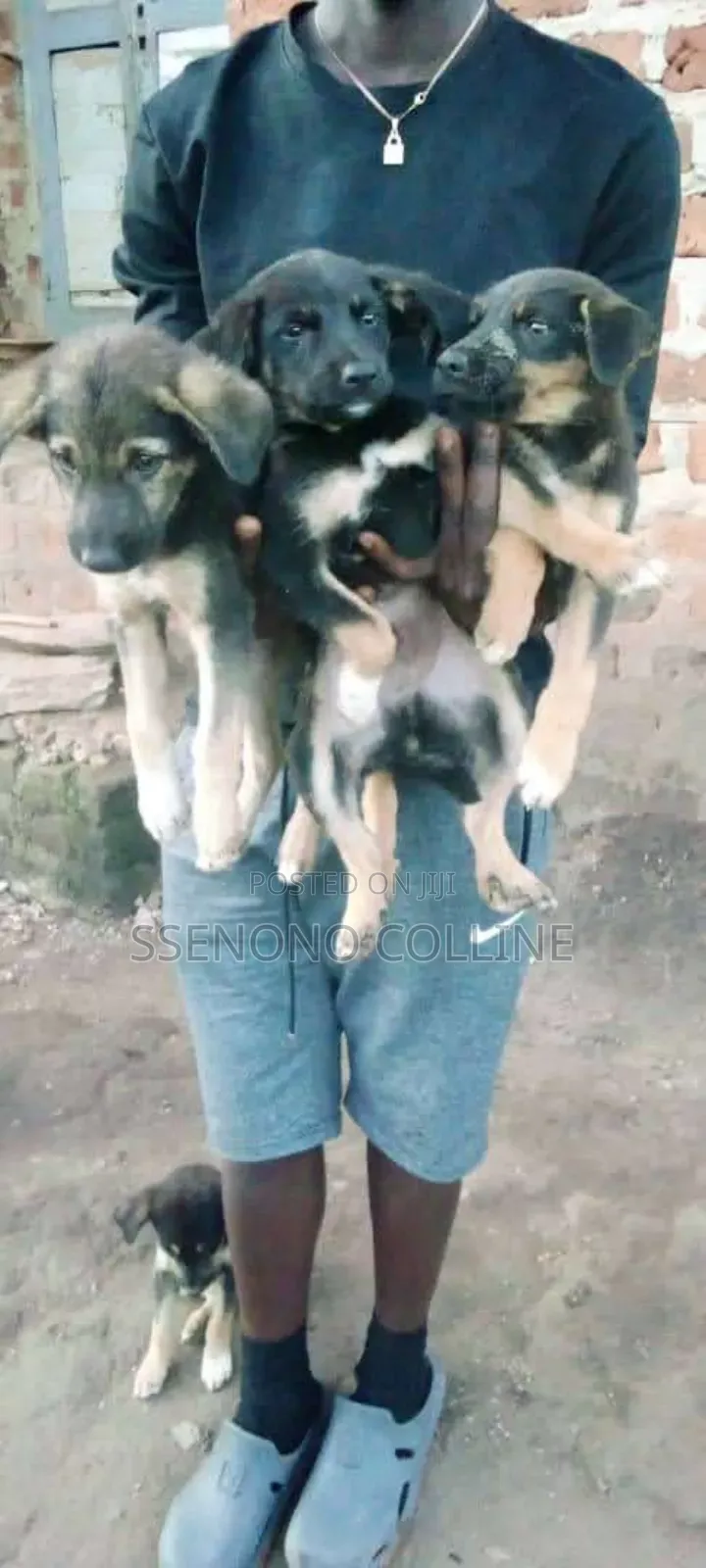 1-3 months Male Mixed Breed German Pinscher
