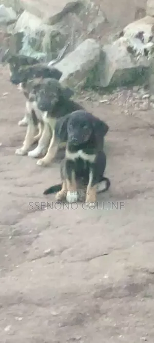 1-3 months Male Mixed Breed German Pinscher