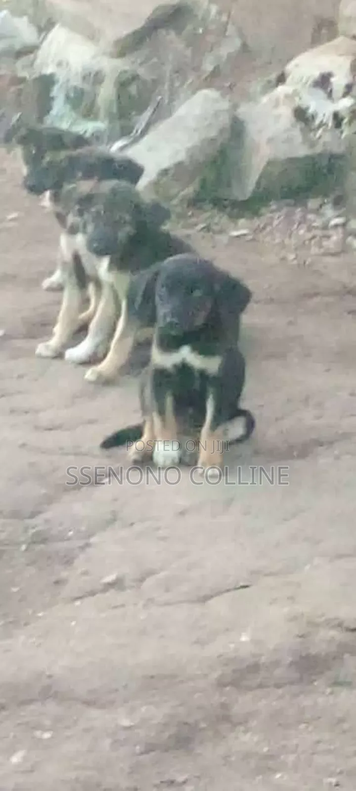 1-3 months Male Mixed Breed German Pinscher
