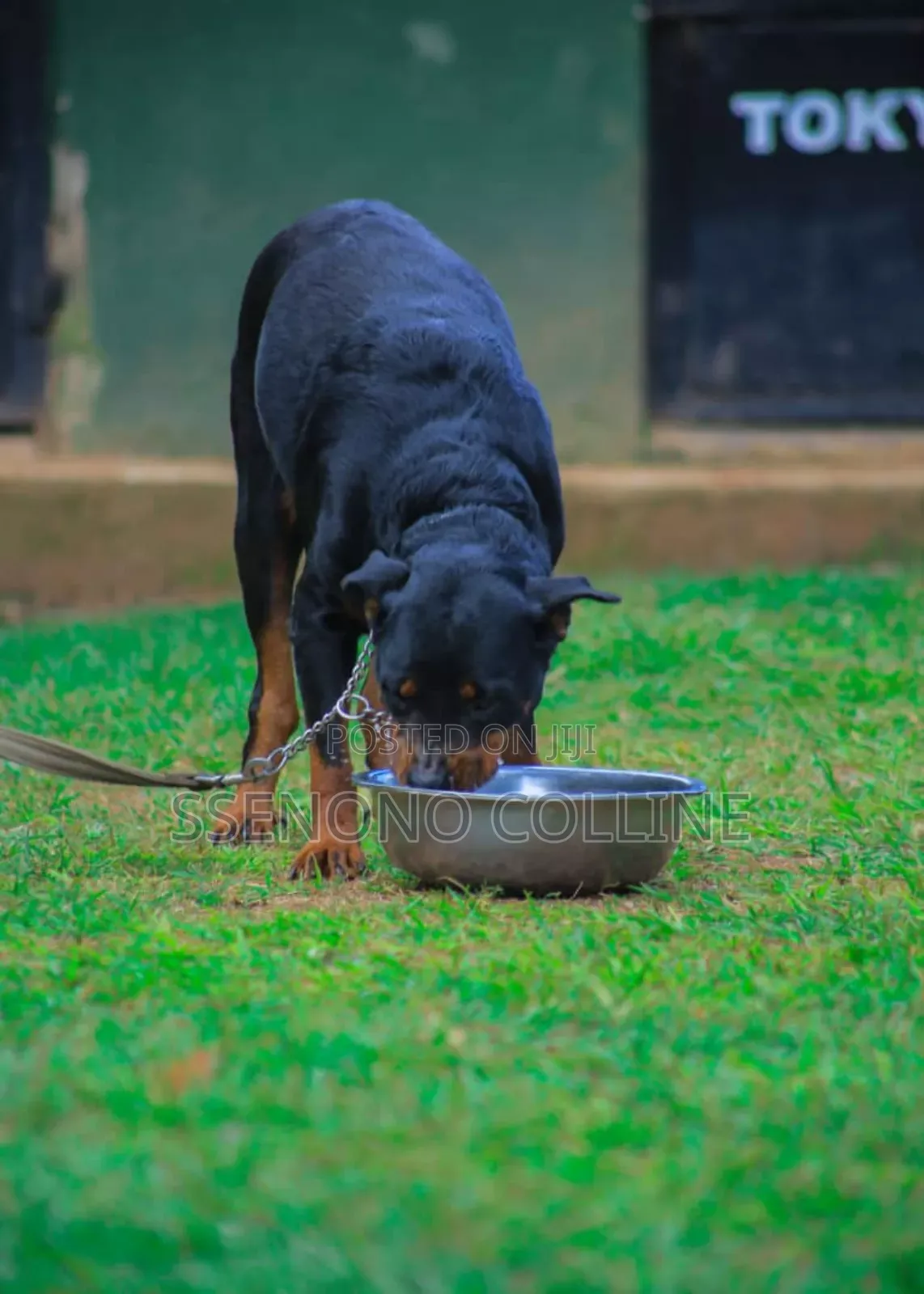 1+ year Male Purebred Rottweiler