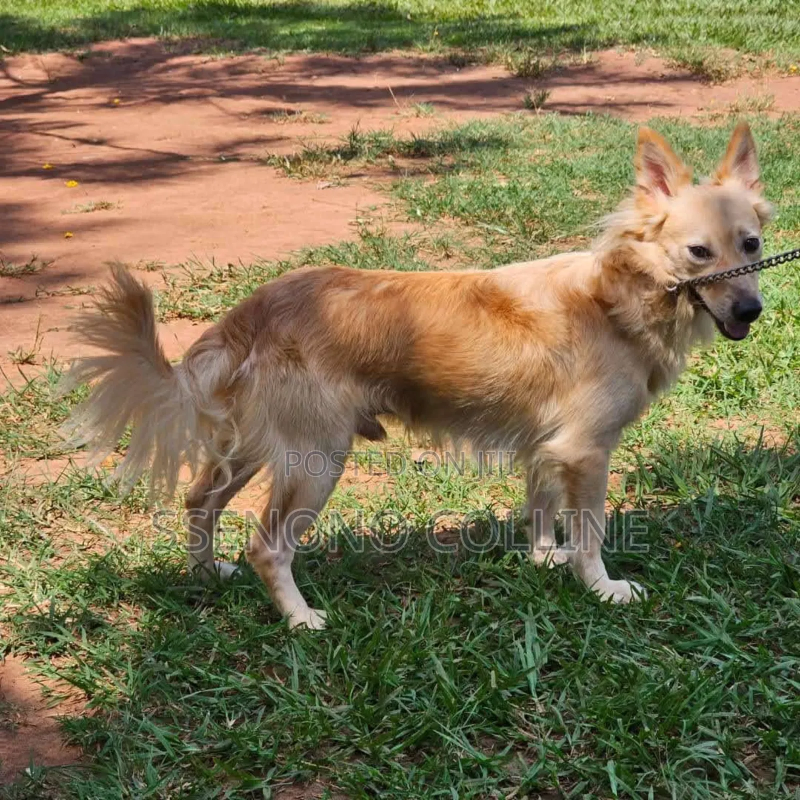 6-12 months Male Purebred German Shepherd