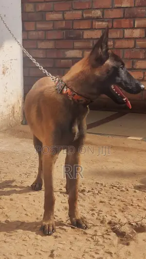 6-12 months Female Purebred Belgian Malinois