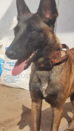 6-12 months Female Purebred Belgian Malinois