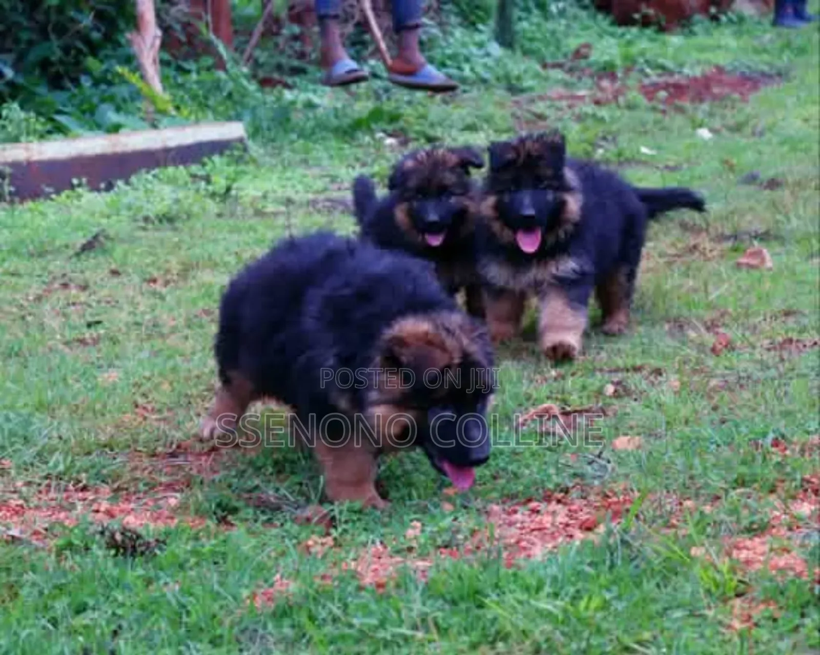 1-3 months Male Purebred German Shepherd