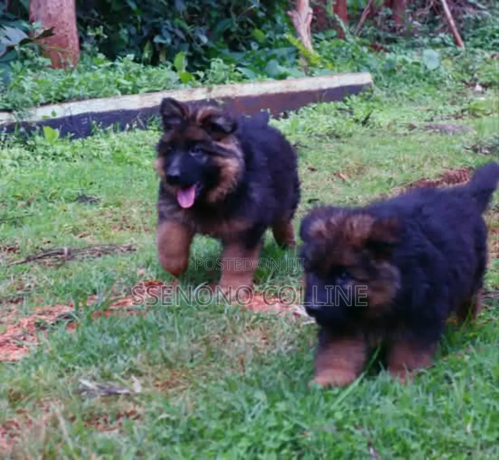 1-3 months Male Purebred German Shepherd