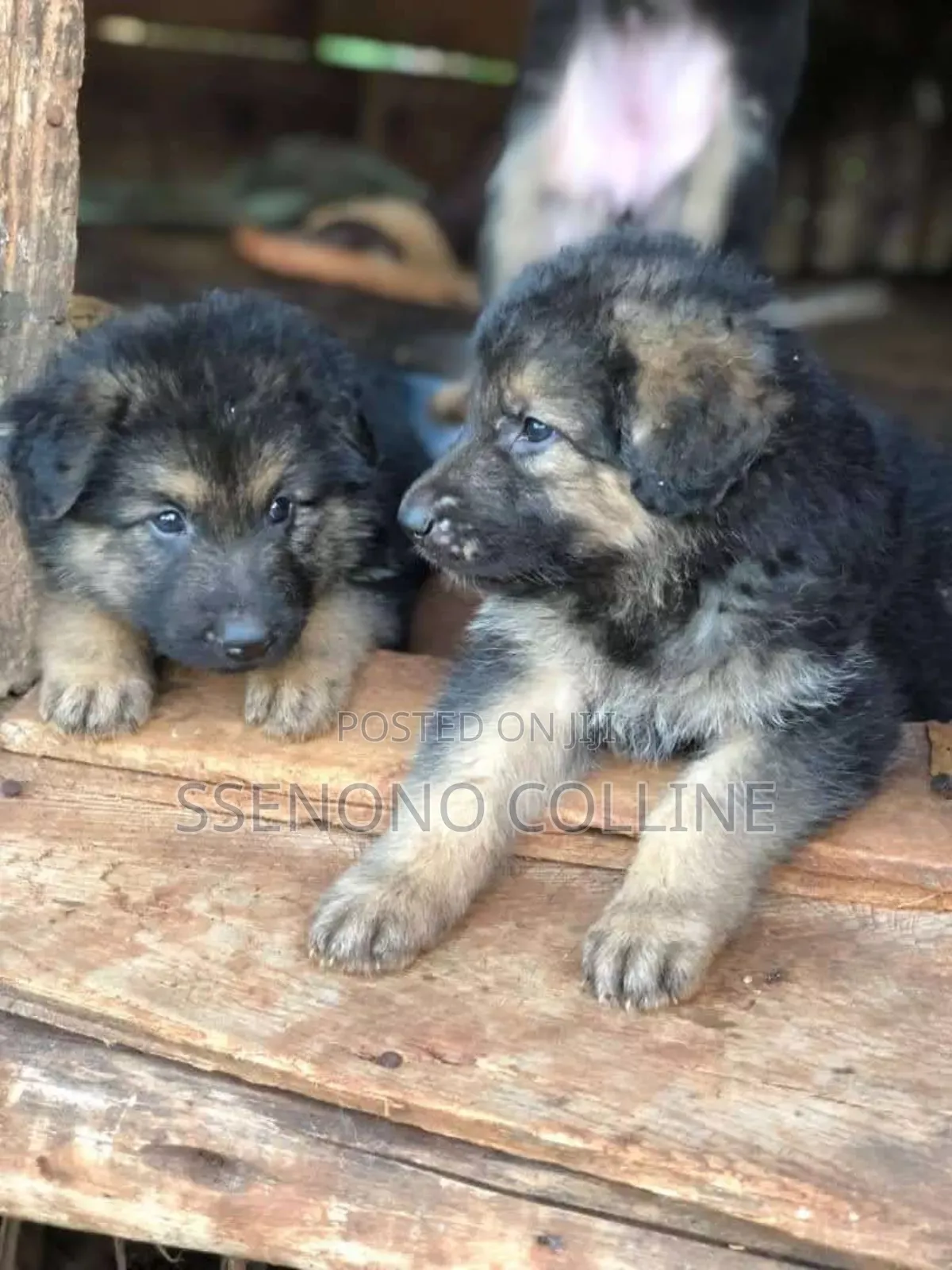 1-3 months Male Purebred German Shepherd