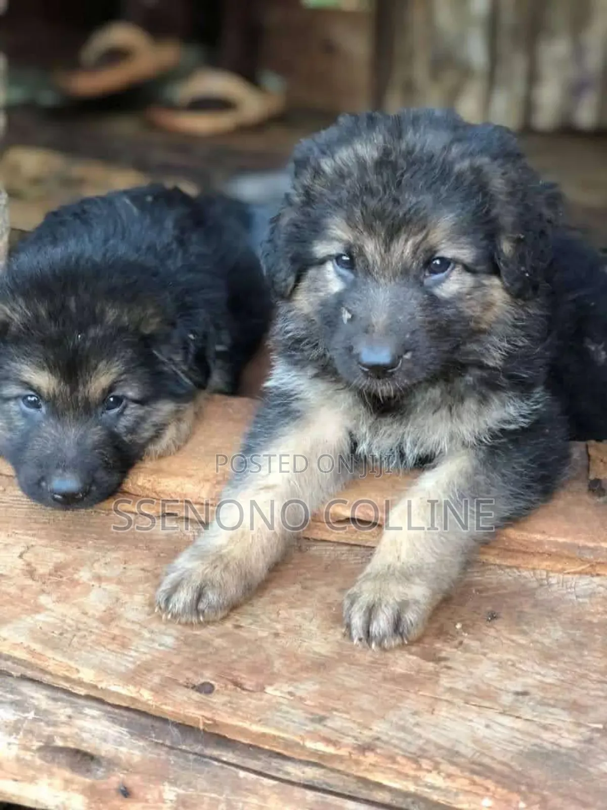 1-3 months Male Purebred German Shepherd