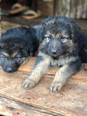 1-3 months Male Purebred German Shepherd