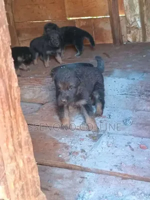 0-1 month Male Purebred German Shepherd