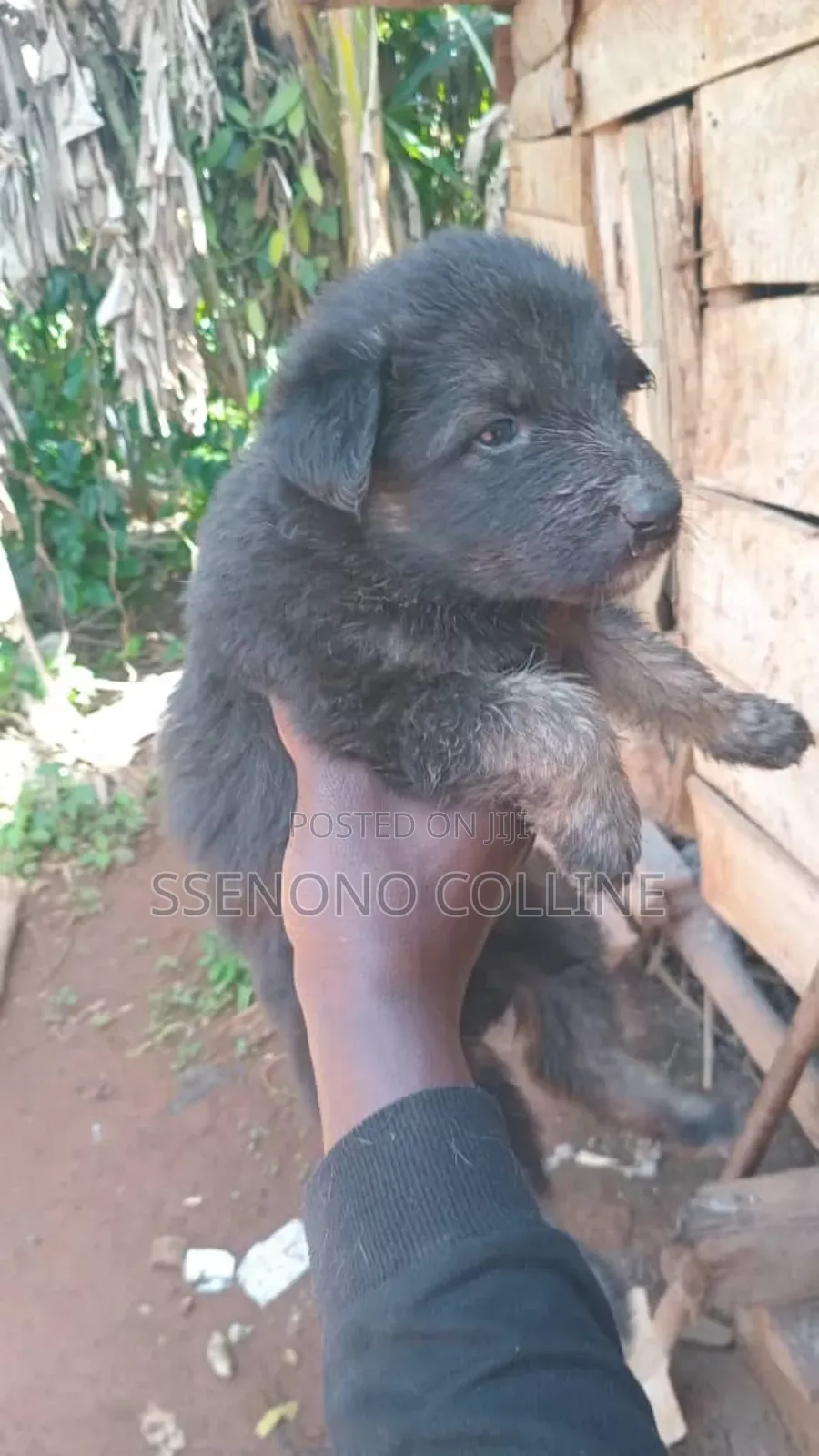 0-1 month Male Purebred German Shepherd
