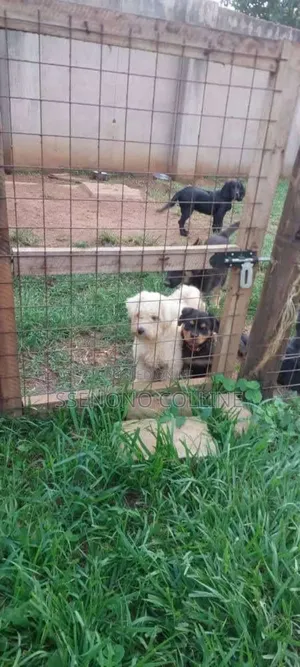 1-3 months Male Purebred German Shepherd