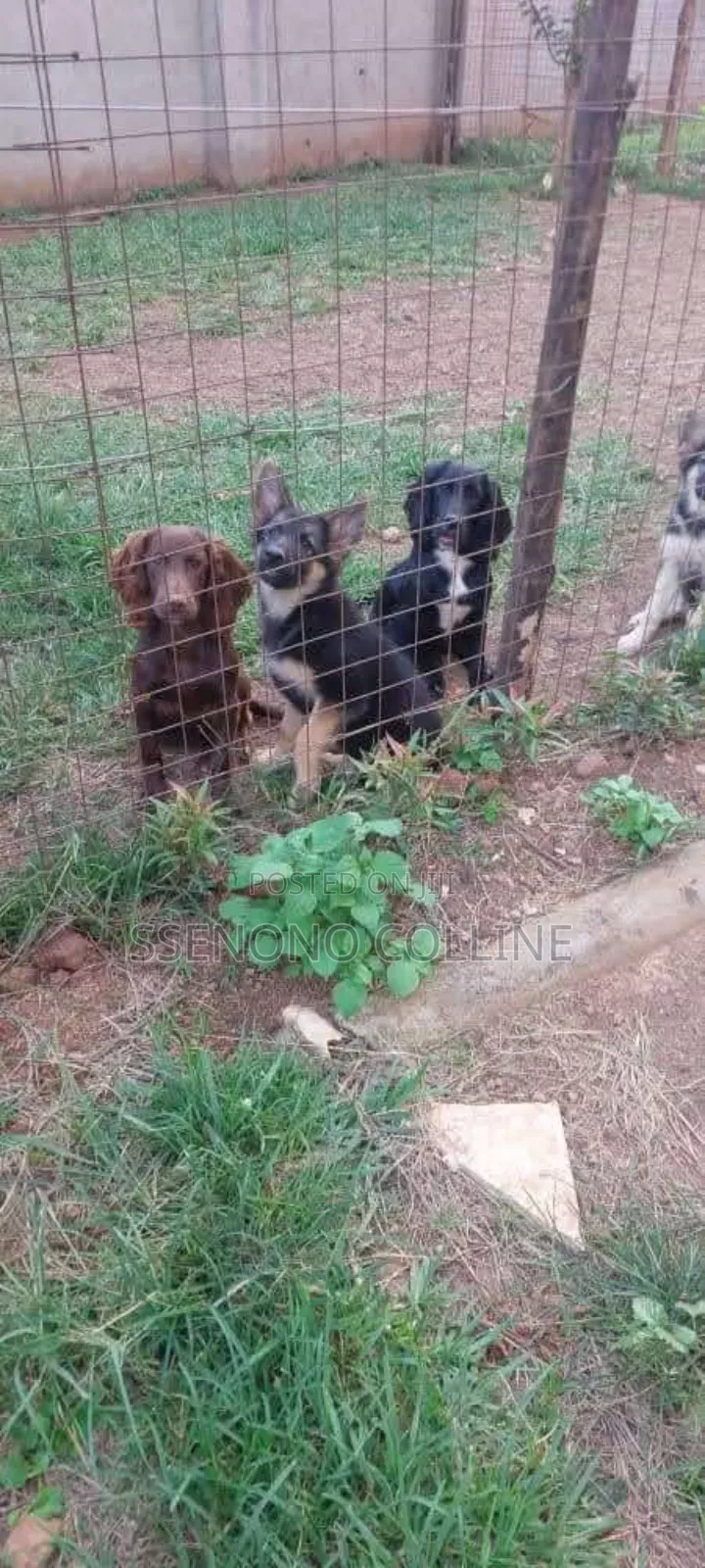 1-3 months Male Purebred German Shepherd