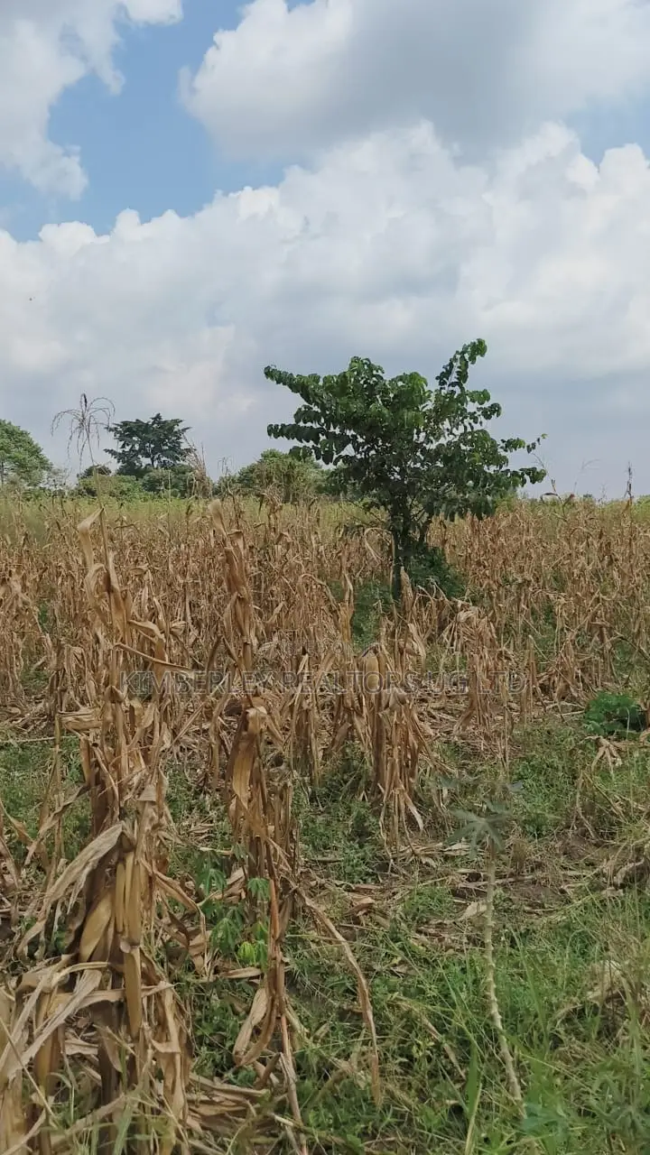 Land for Sale – Nazigo, Kayunga–jinja Road
