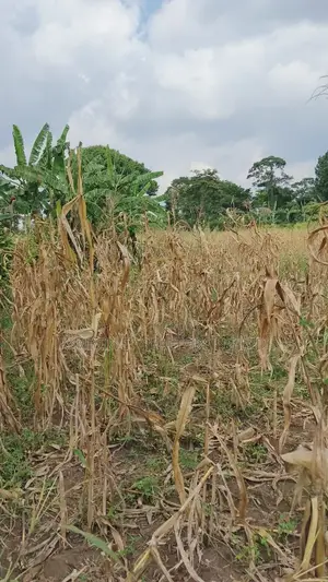 Land for Sale – Nazigo, Kayunga–jinja Road