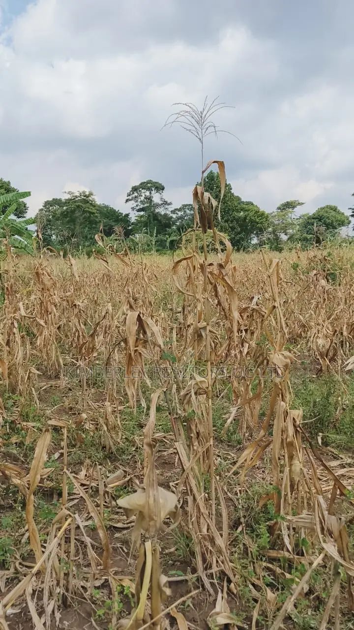 Land for Sale – Nazigo, Kayunga–jinja Road