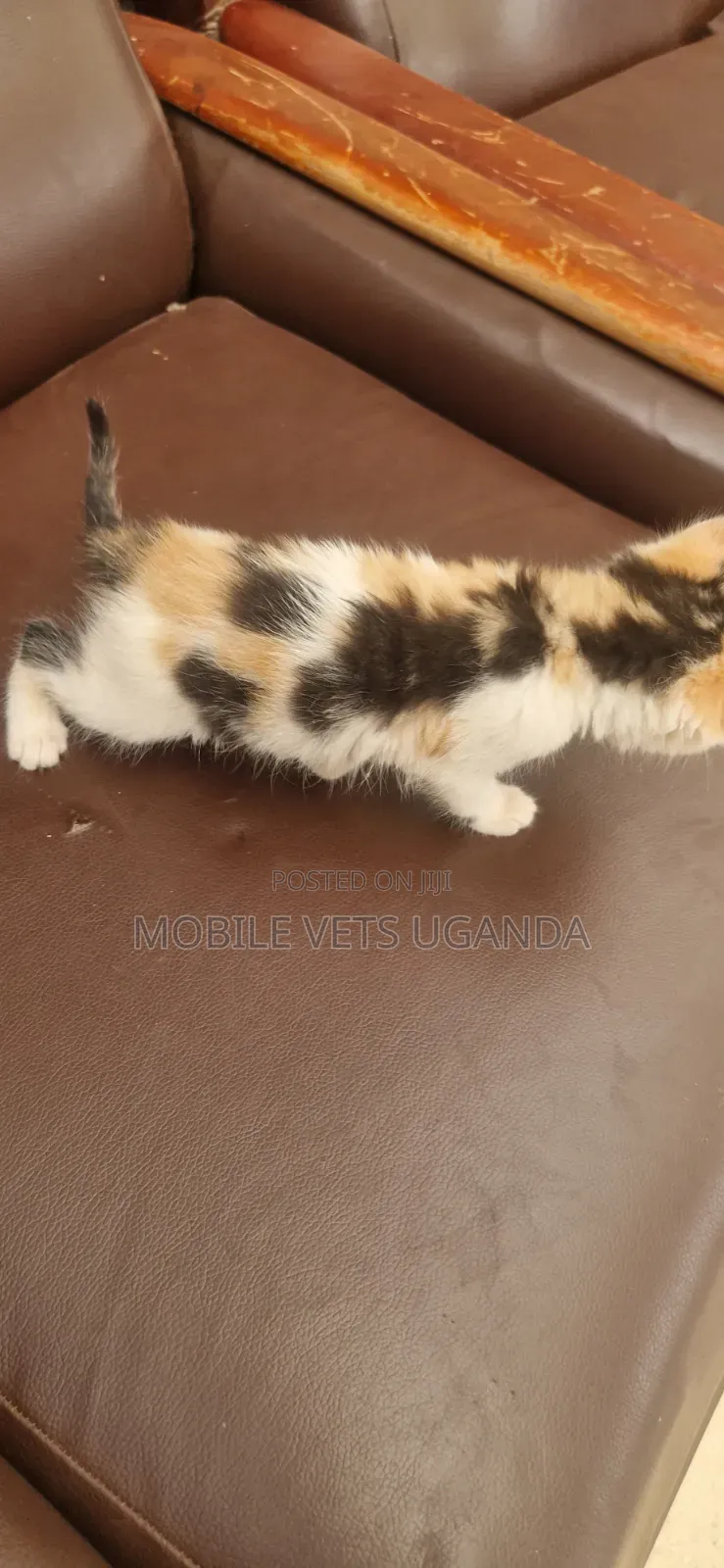 0-1 month Female Purebred Balinese