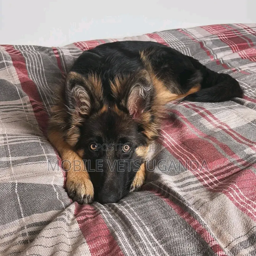 1-3 months Male Purebred German Shepherd