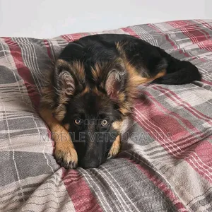 1-3 months Male Purebred German Shepherd