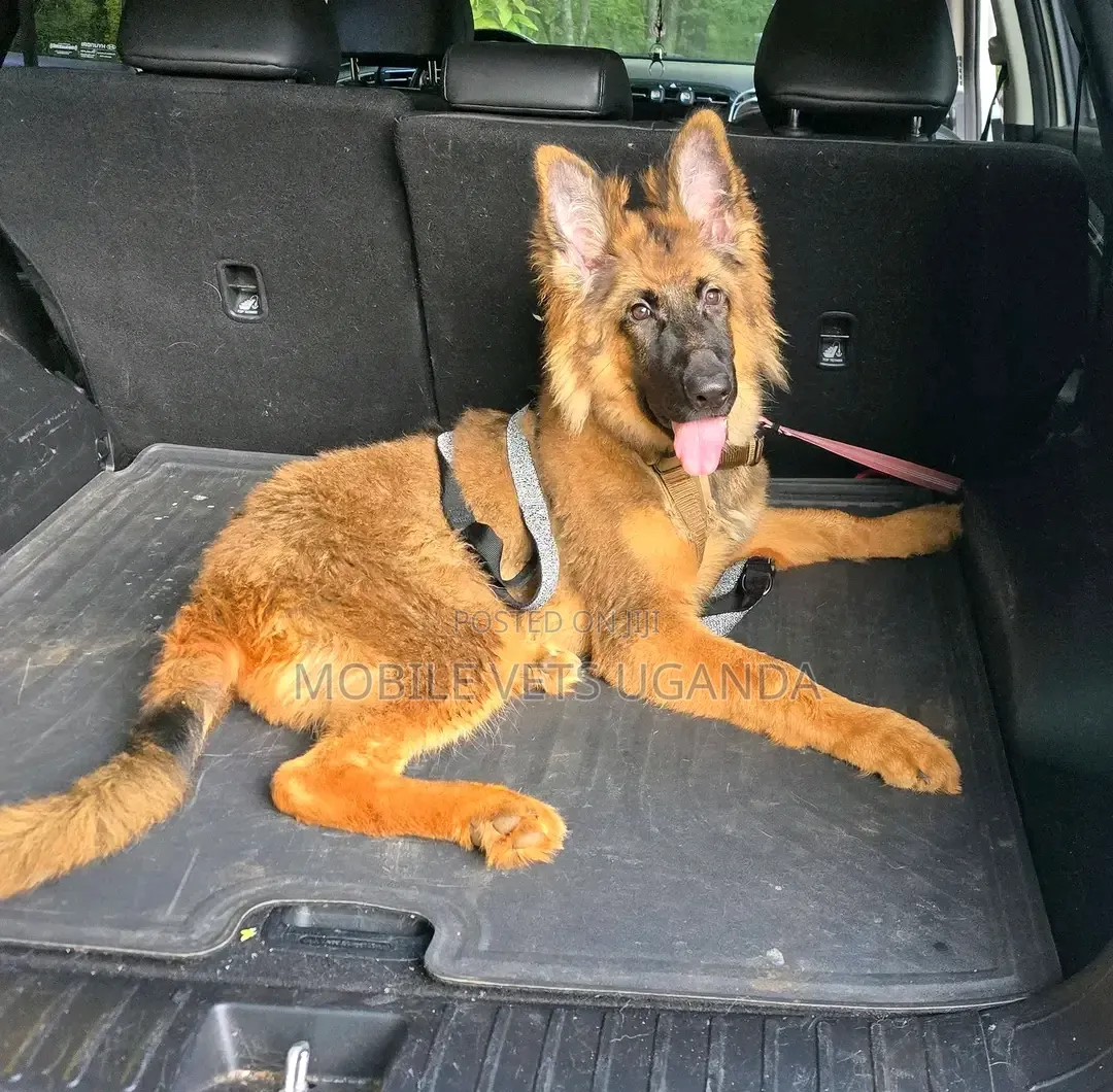 1-3 months Female Purebred German Shepherd