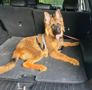 1-3 months Female Purebred German Shepherd