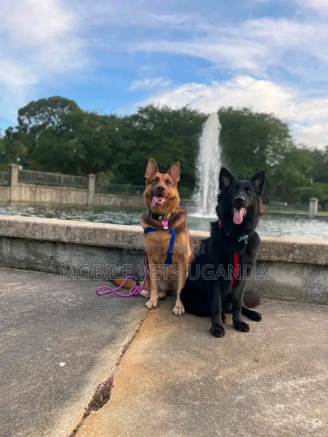 1-3 months Female Purebred German Shepherd