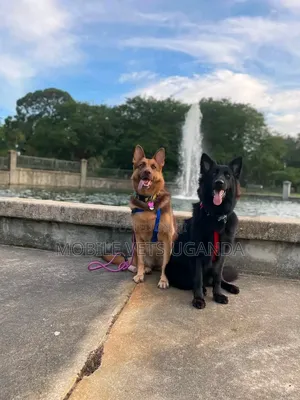 1-3 months Female Purebred German Shepherd