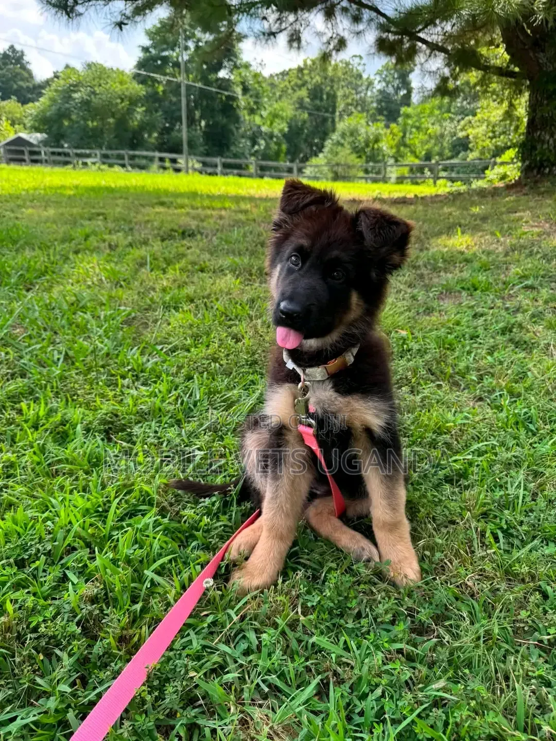 1-3 months Male Purebred German Shepherd
