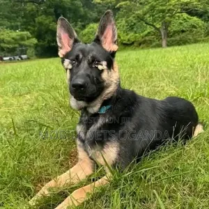 3-6 months Female Purebred German Shepherd