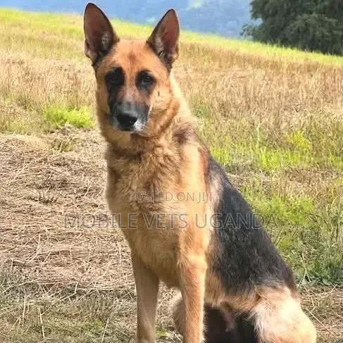 6-12 months Male Purebred German Shepherd