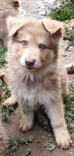 1-3 months Male Purebred Siberian Husky