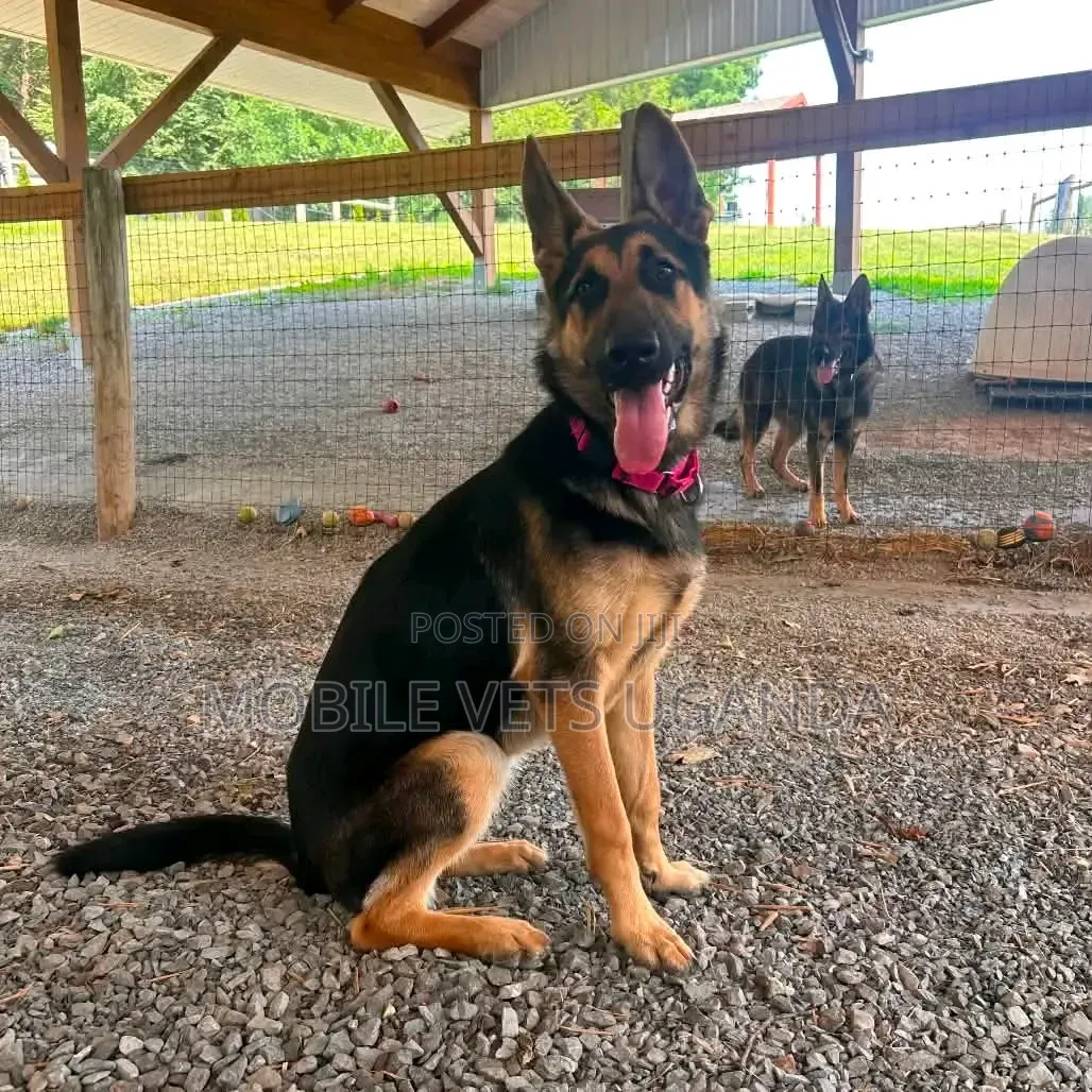3-6 months Male Purebred German Shepherd