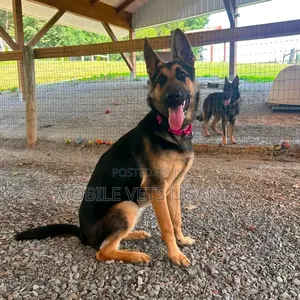 3-6 months Male Purebred German Shepherd