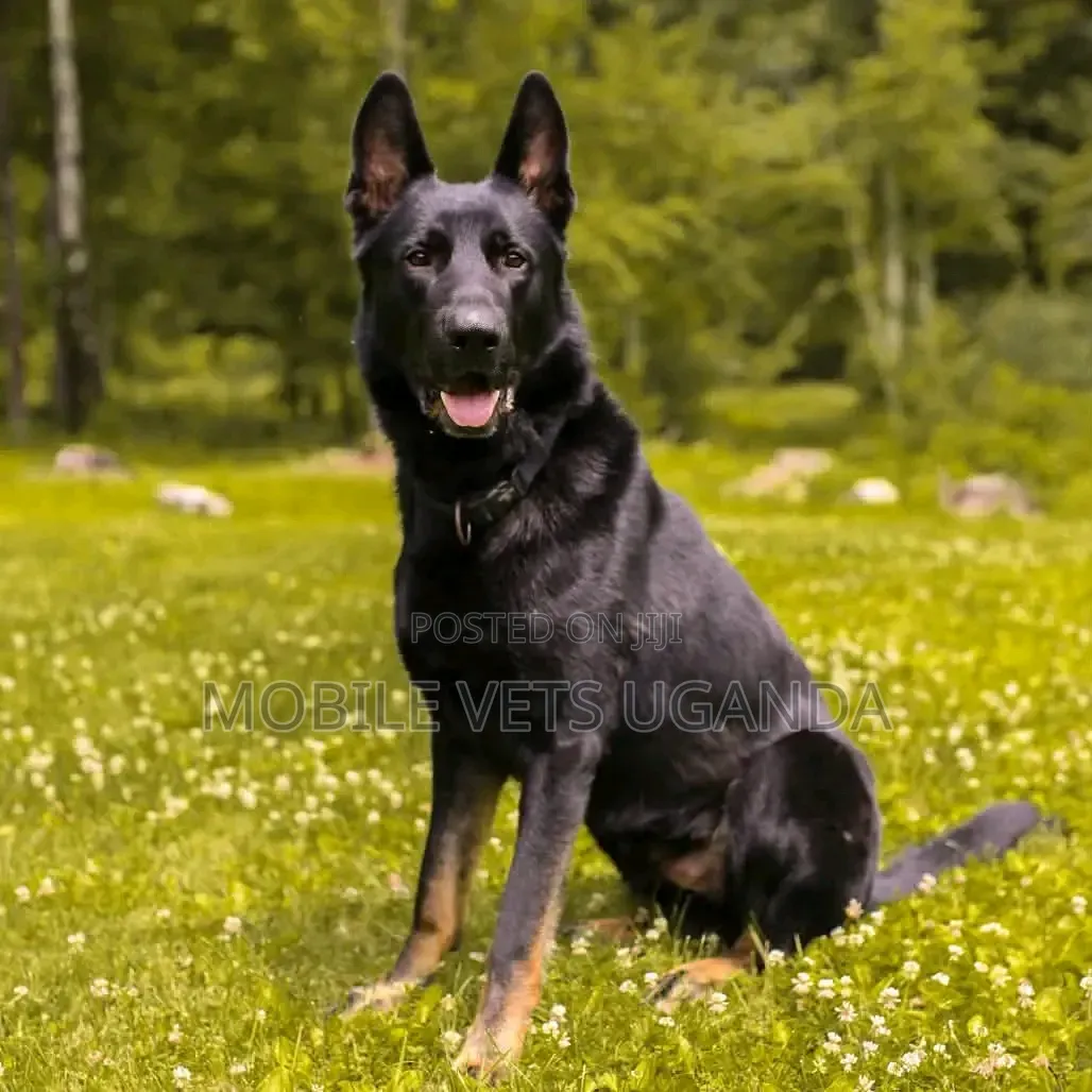 1+ year Female Purebred German Shepherd