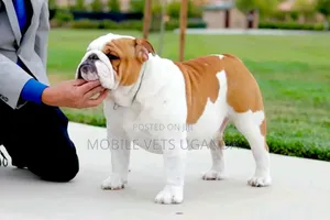 1-3 months Male Purebred Bulldog
