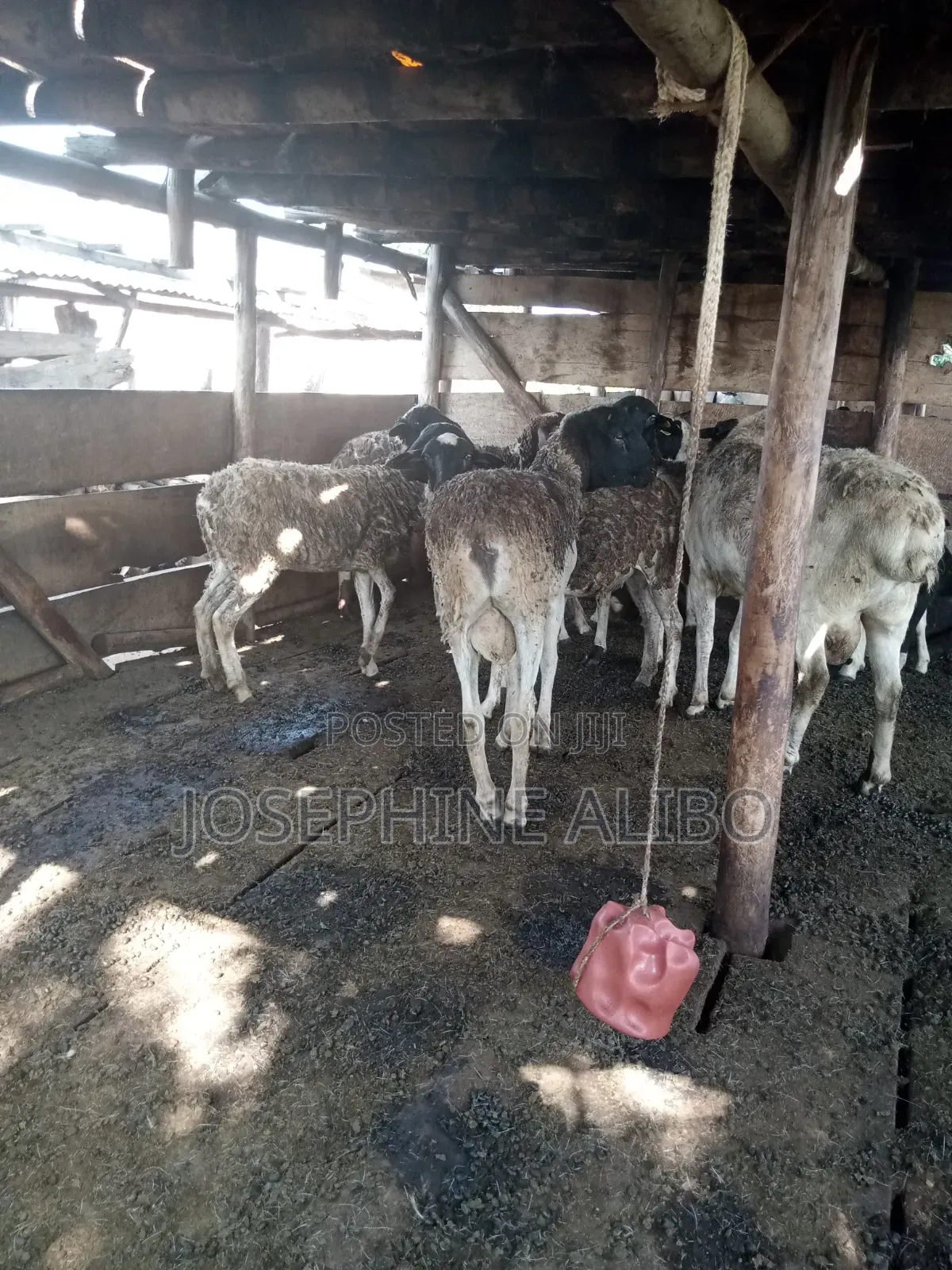 Agape Farmers Group