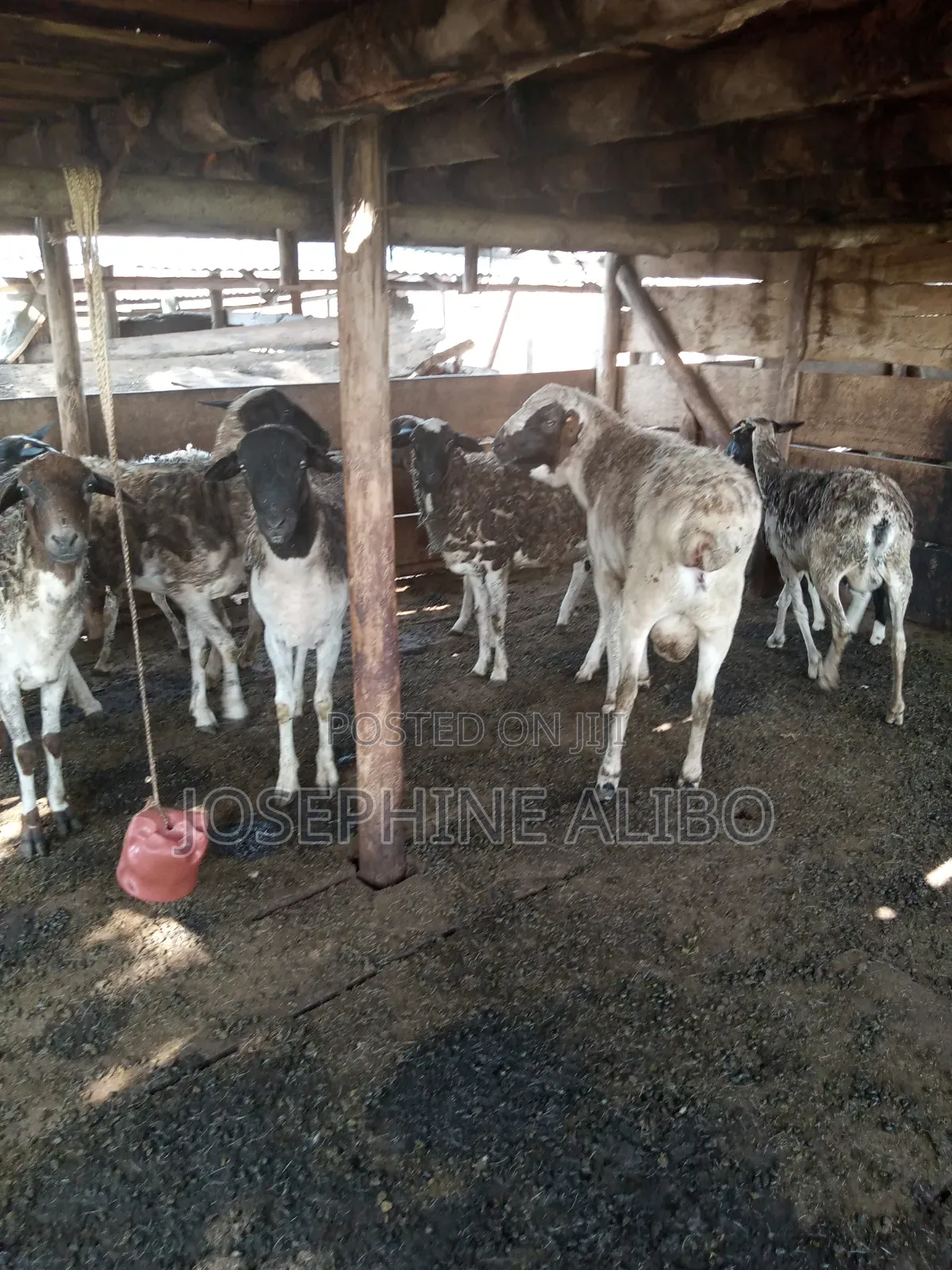 Agape Farmers Group