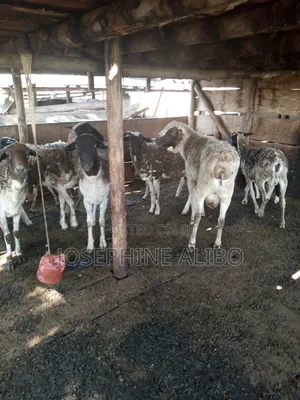 Agape Farmers Group