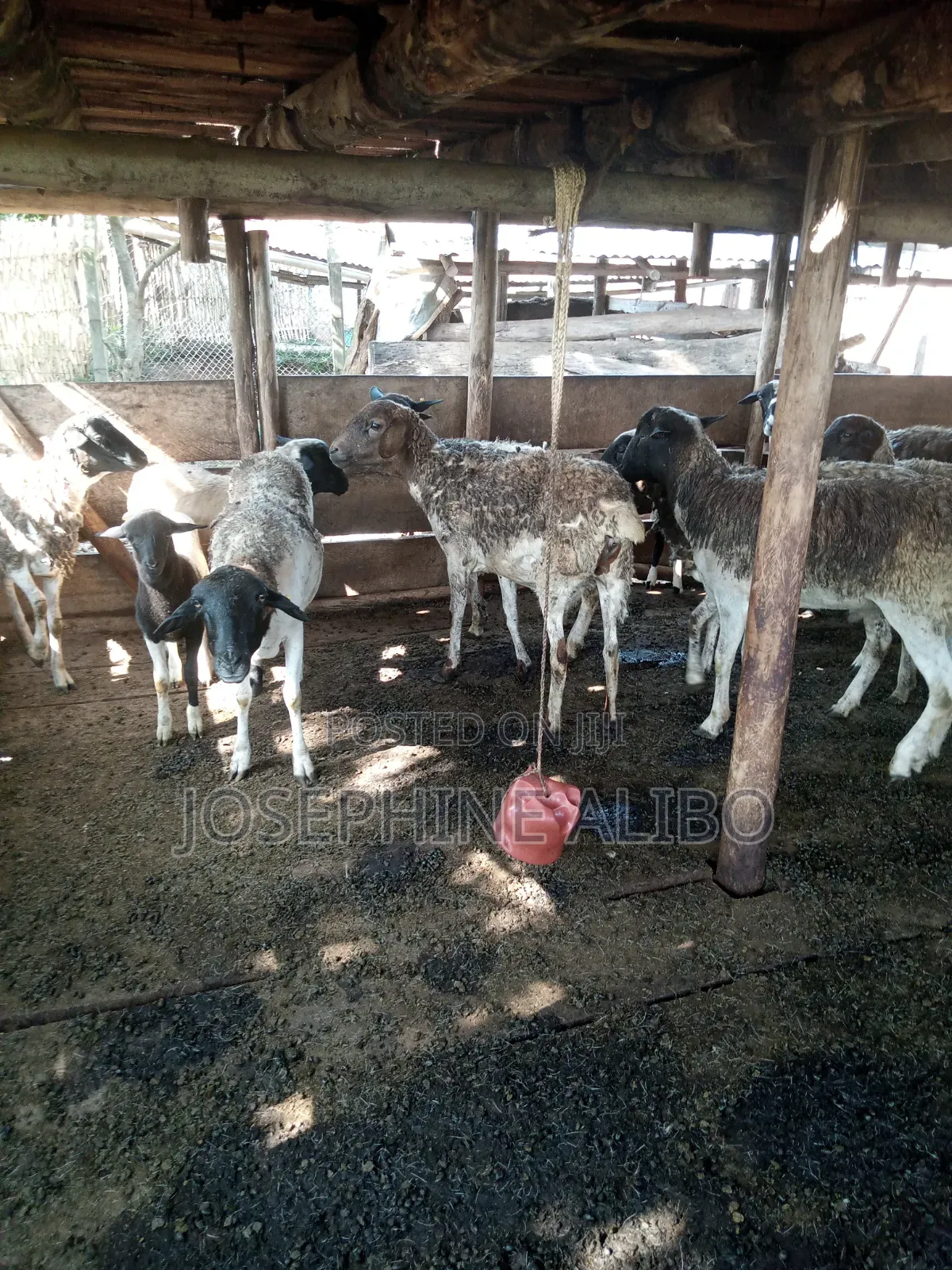 Agape Farmers Group
