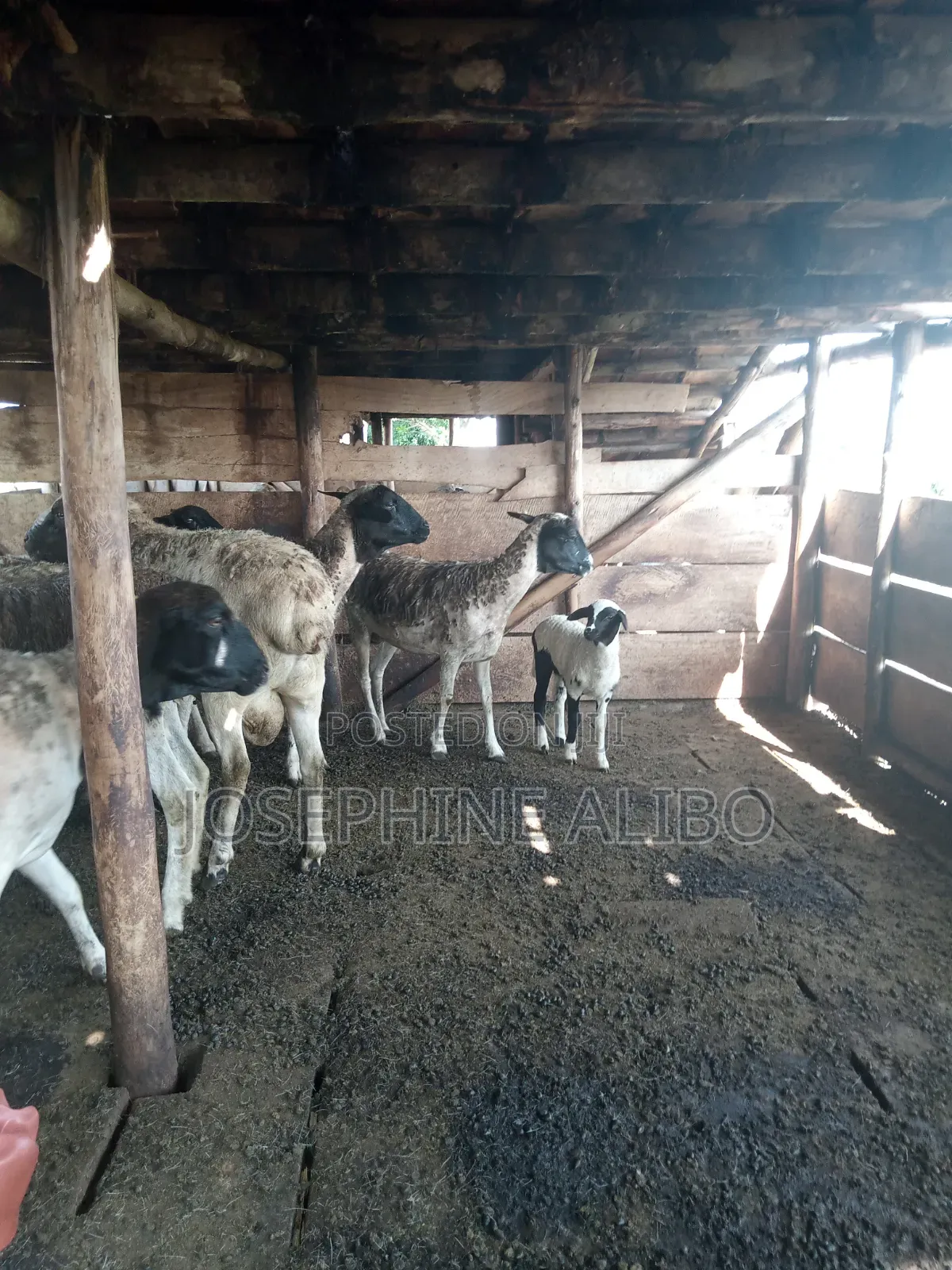 Agape Farmers Group