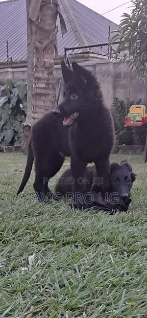 1-3 months Male Purebred German Shepherd