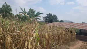 Half Acre Plot for Sale in Mwera Town Council