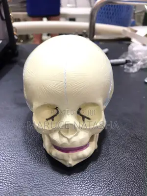 Children Skull Model